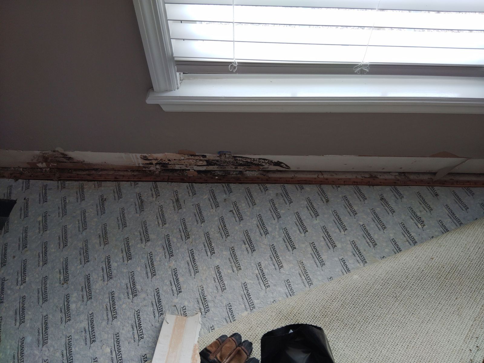 Carpet and pad pulled back from the wet window wall
